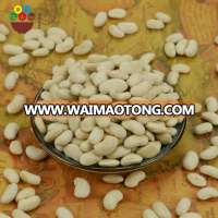 Low price wholesale new crop premium quality medium white kidney beans