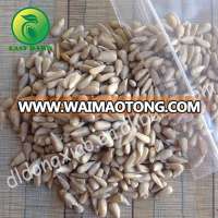 Chinese bakery Sunflower Kernel for Oil