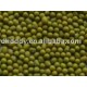 NEW CROP organic mung bean