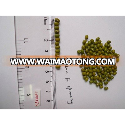 Organic green mung bean