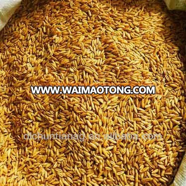 organic chinese oat/hulless oat