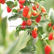 Organic Dried Goji Berry