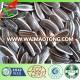 American type high quality hot sale chinese 5009 Sunflower Seed