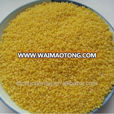 yellow millet