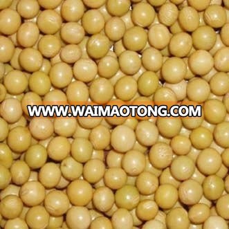 organic soybean for sprouting