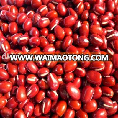 organic adzuki bean