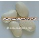 large white kidney bean