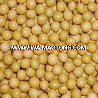 organic soybean