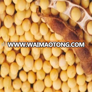 yellow soybean (organic type and non-gmo type)